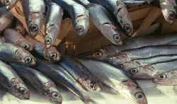 Las exquisitas anchoas pescadas con una antigua técnica de pesca ?menaica?